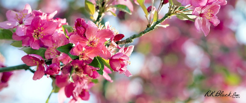 23 Best Free Spring Backgrounds and Wallpapers